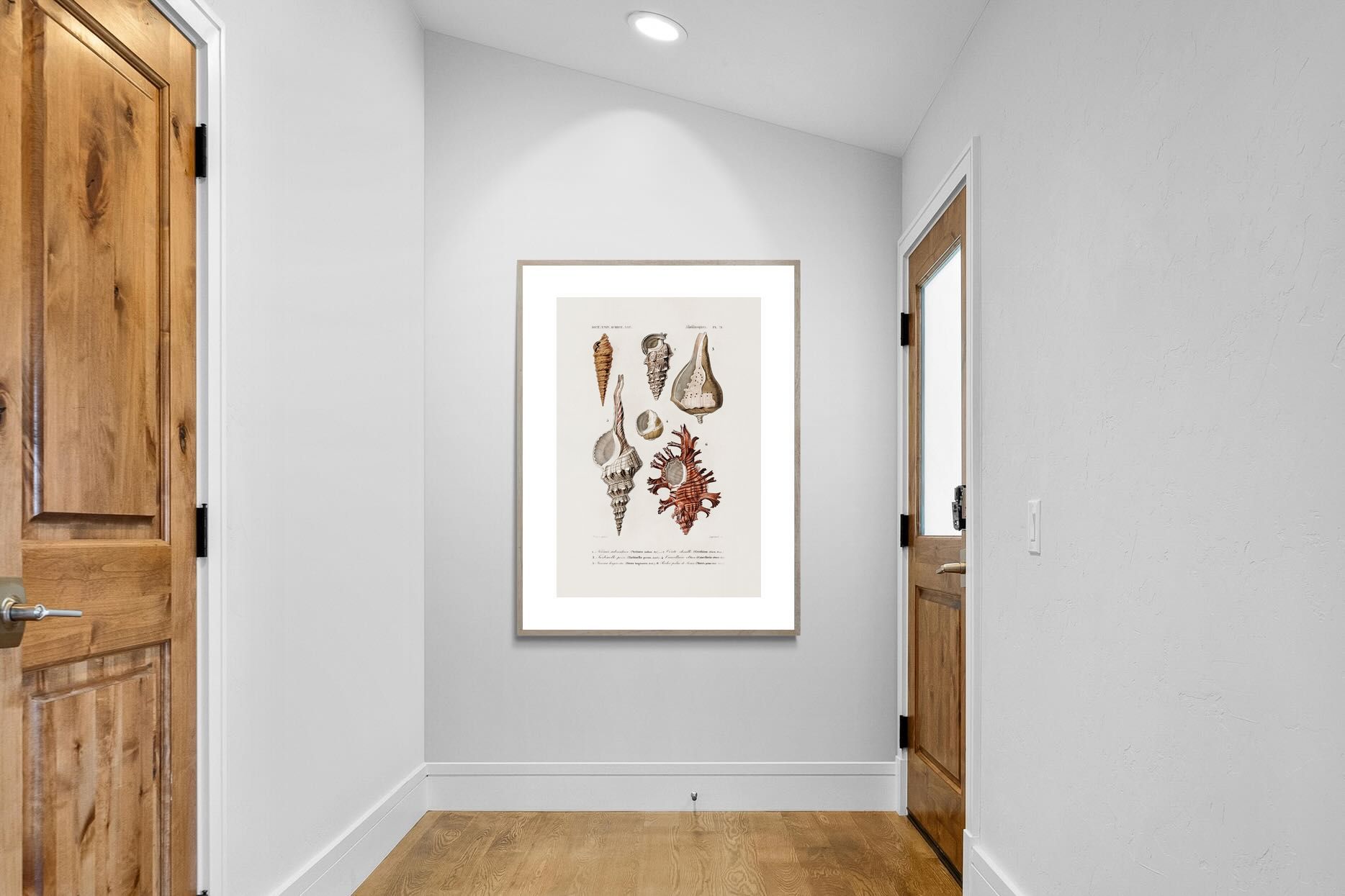 Pixalot Shell Study No. 2