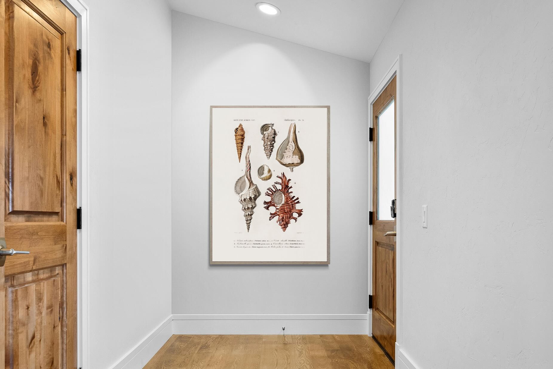 Pixalot Shell Study No. 2