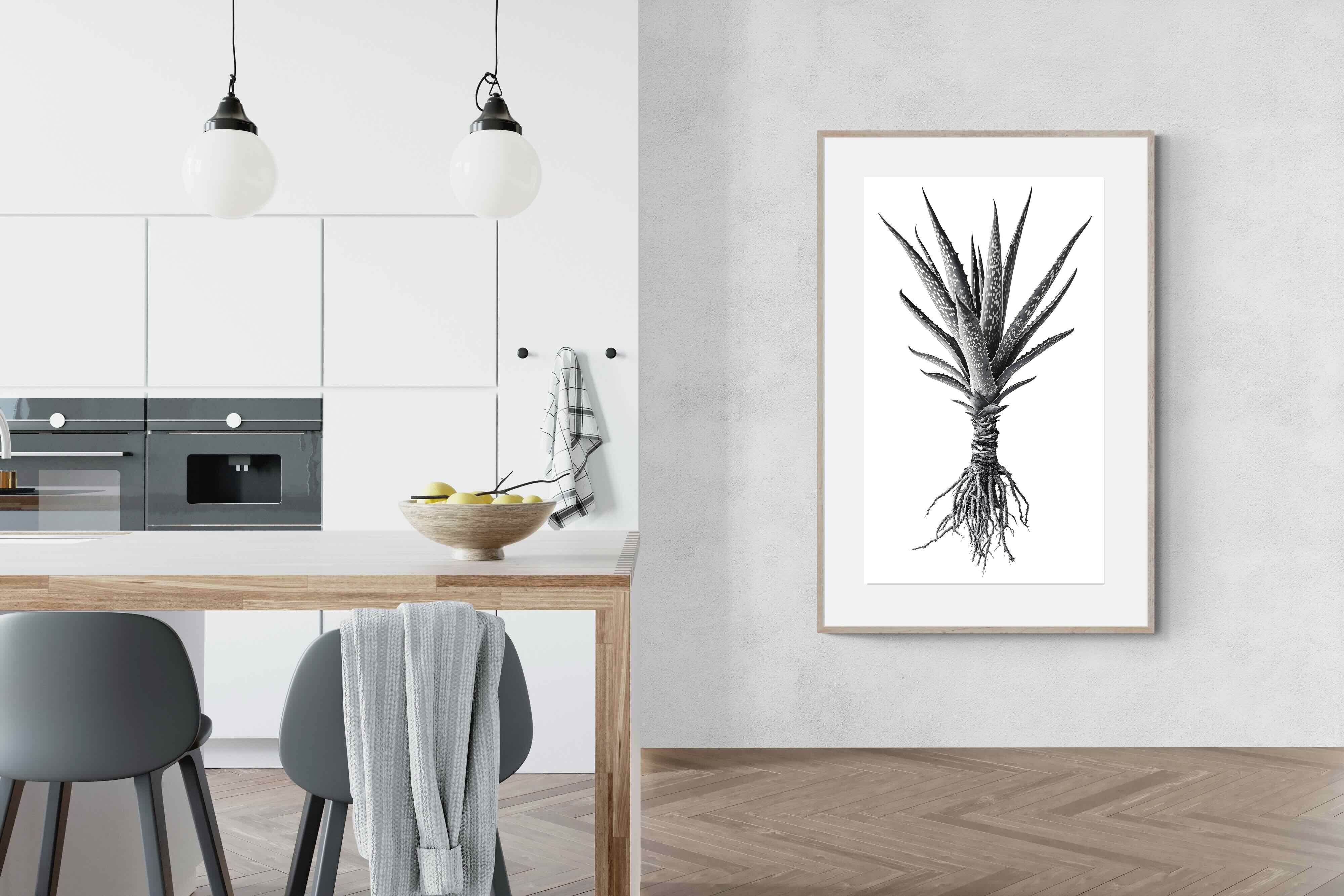 Pixalot Spotted Aloe