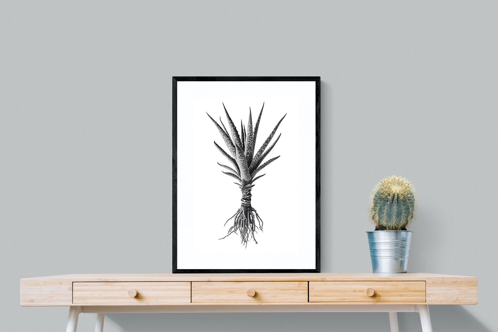 Pixalot Spotted Aloe
