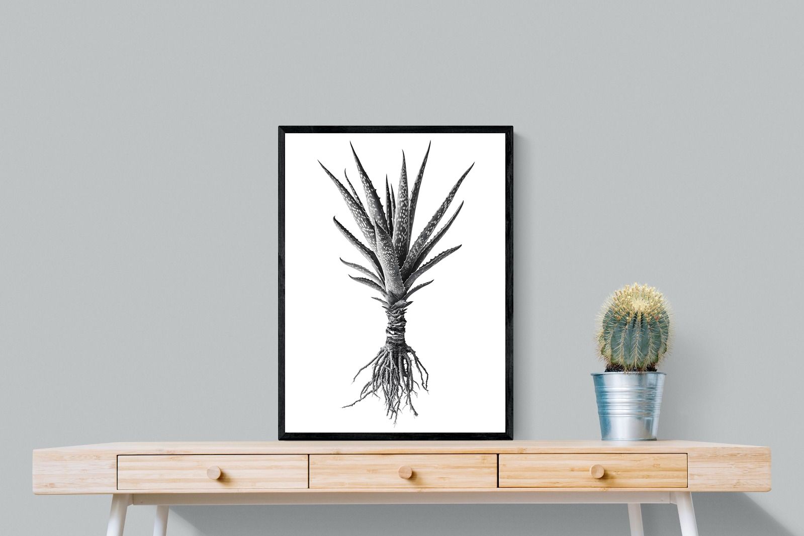 Pixalot Spotted Aloe