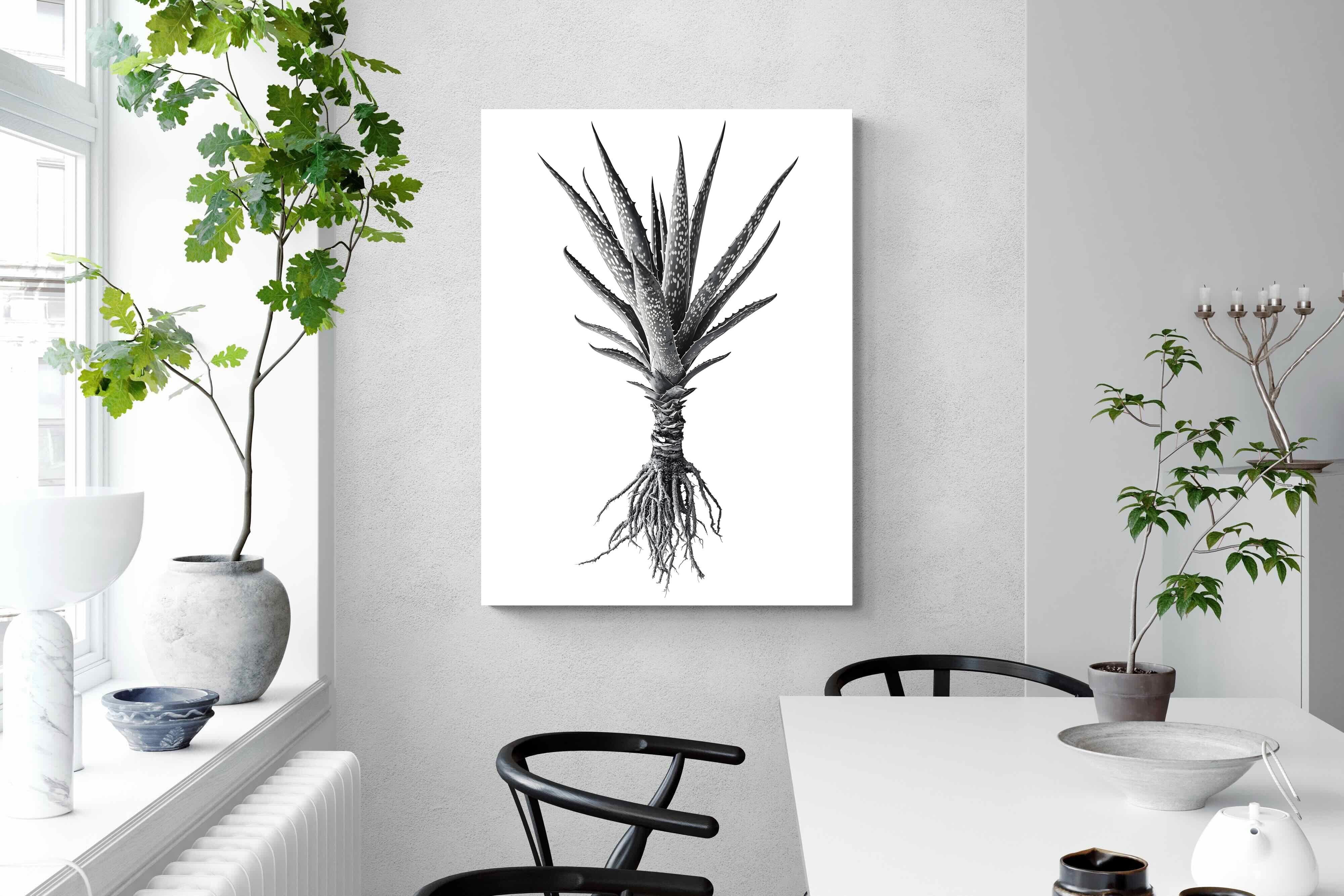 Pixalot Spotted Aloe