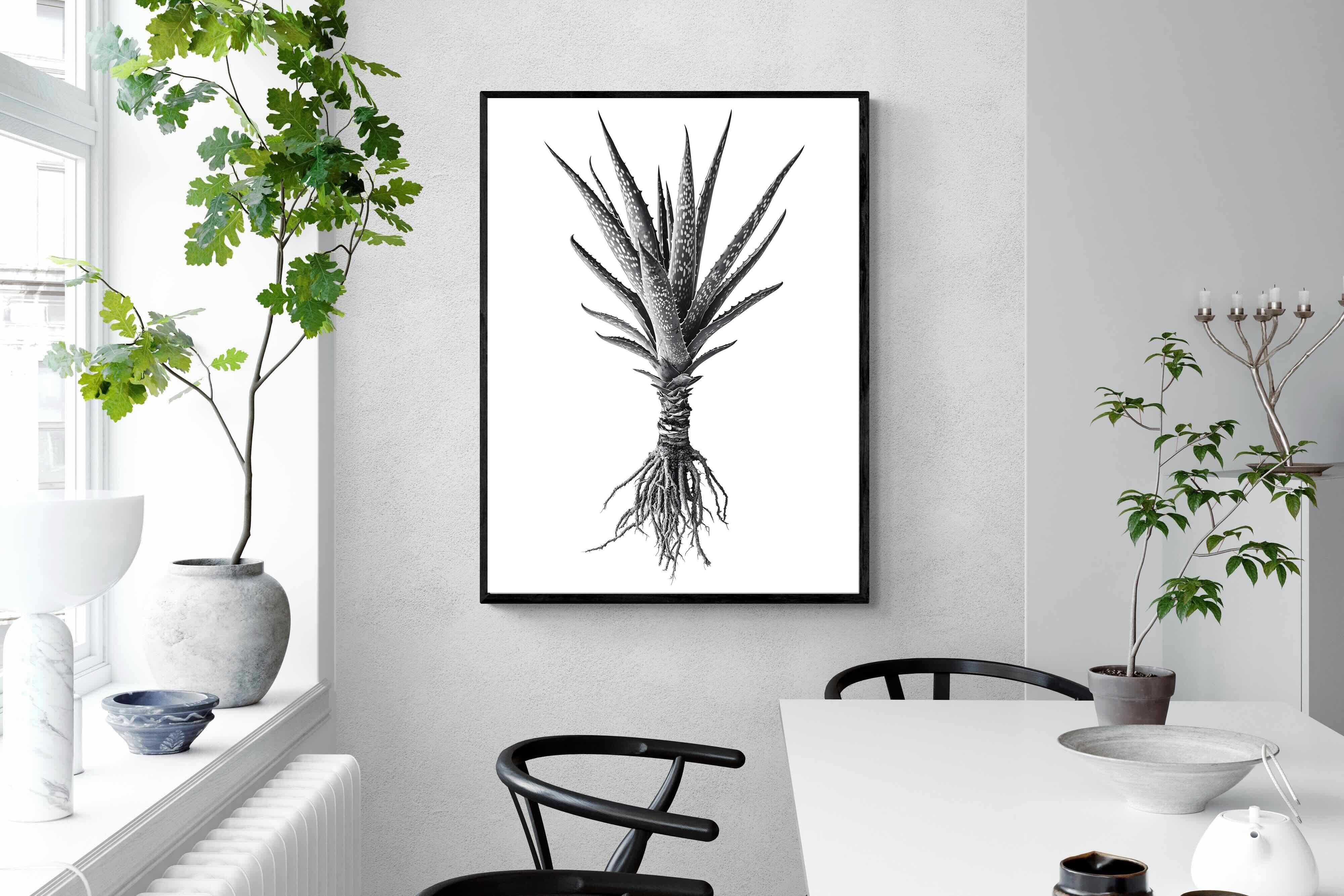 Pixalot Spotted Aloe