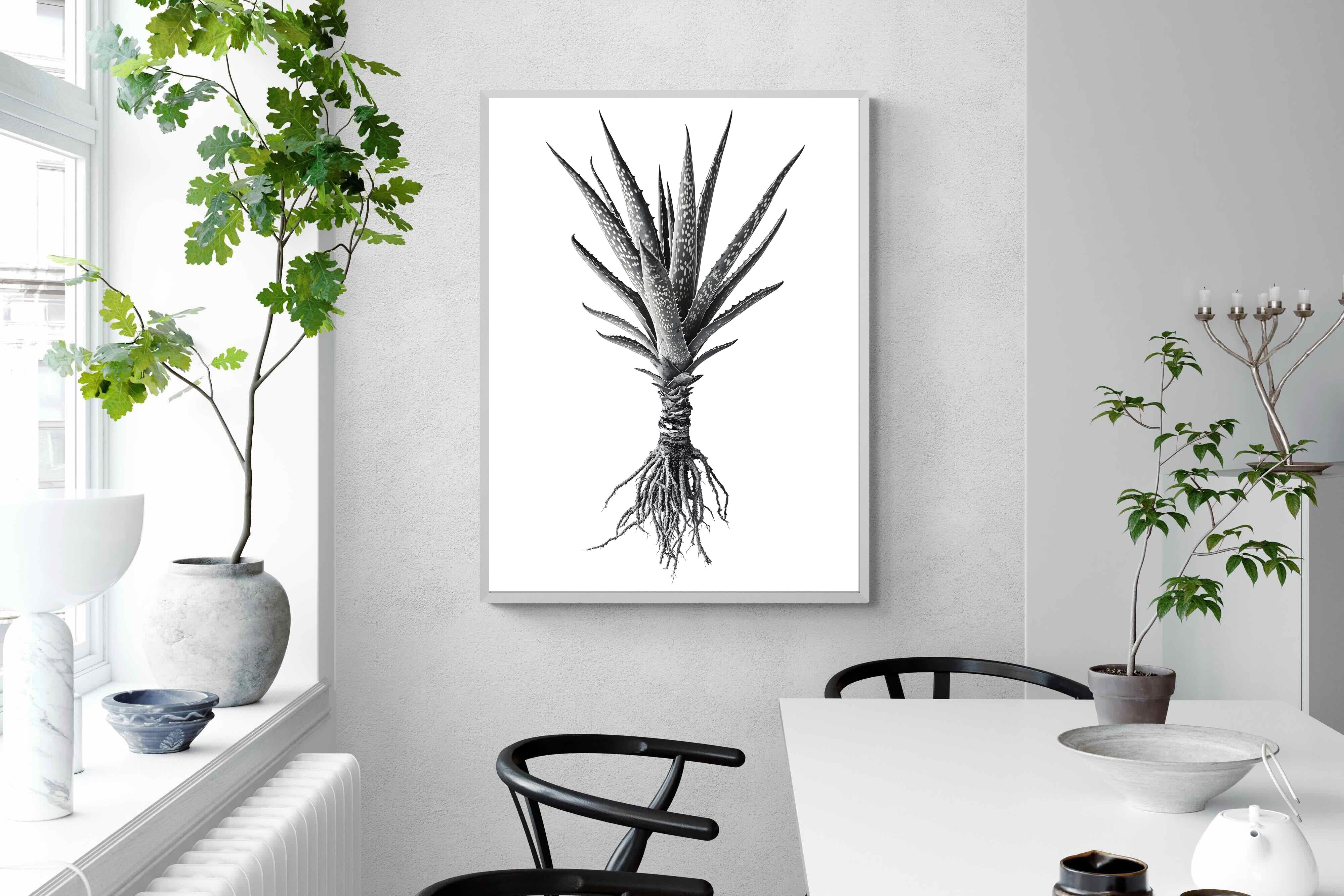 Pixalot Spotted Aloe