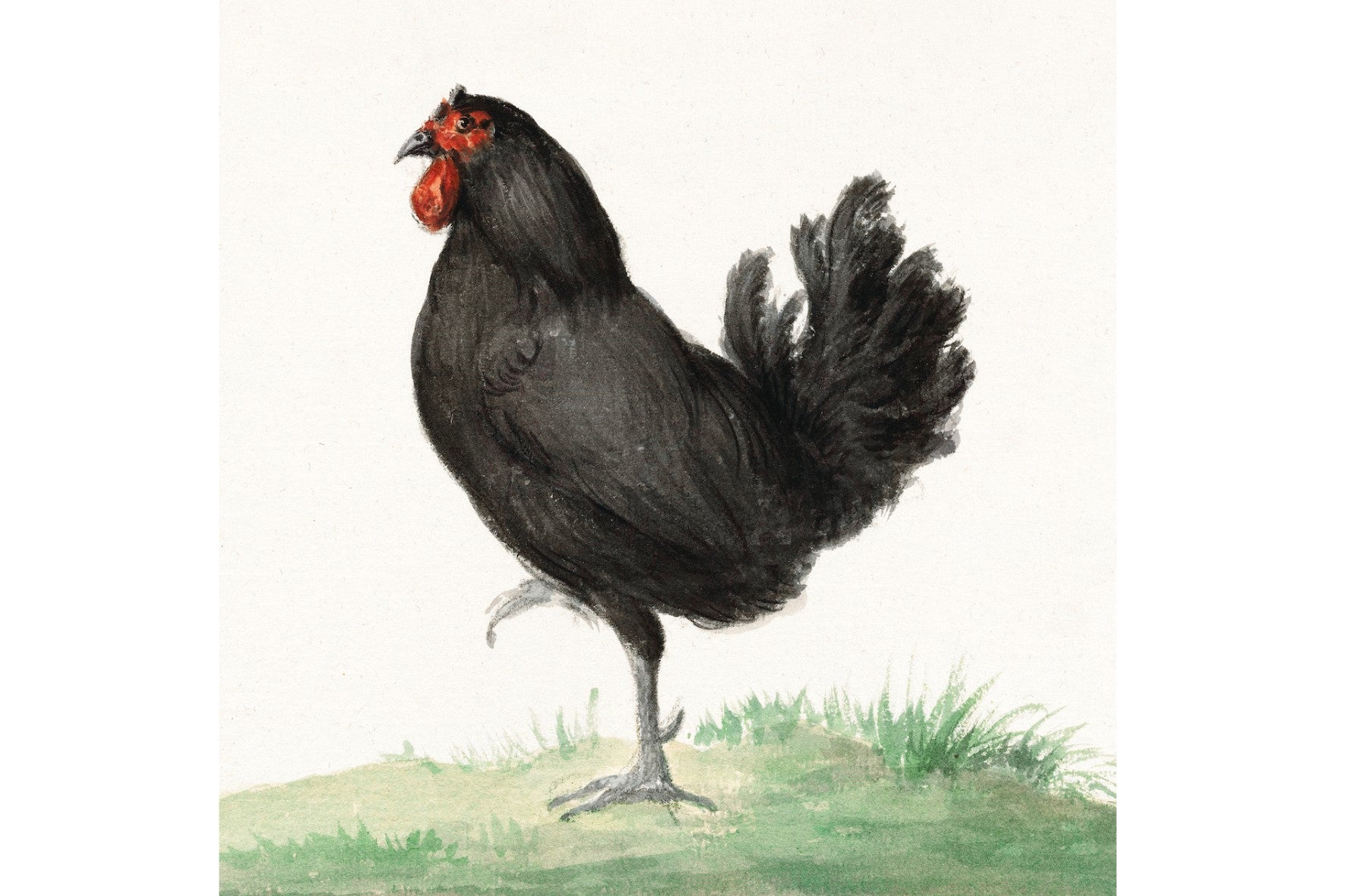 Standing Black Chicken