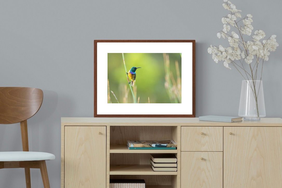 Pixalot ® Sunbird