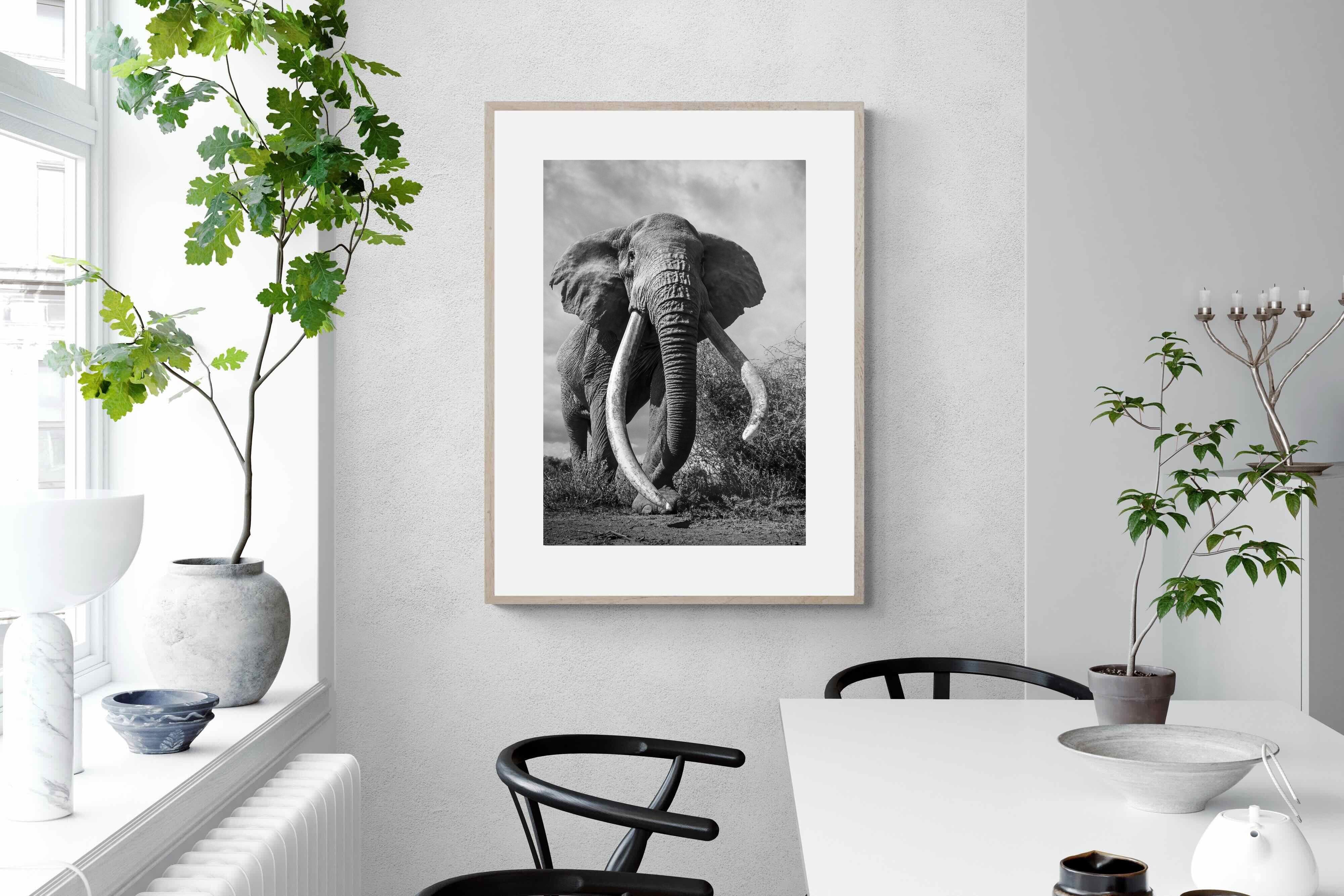 Pixalot Super Tusker