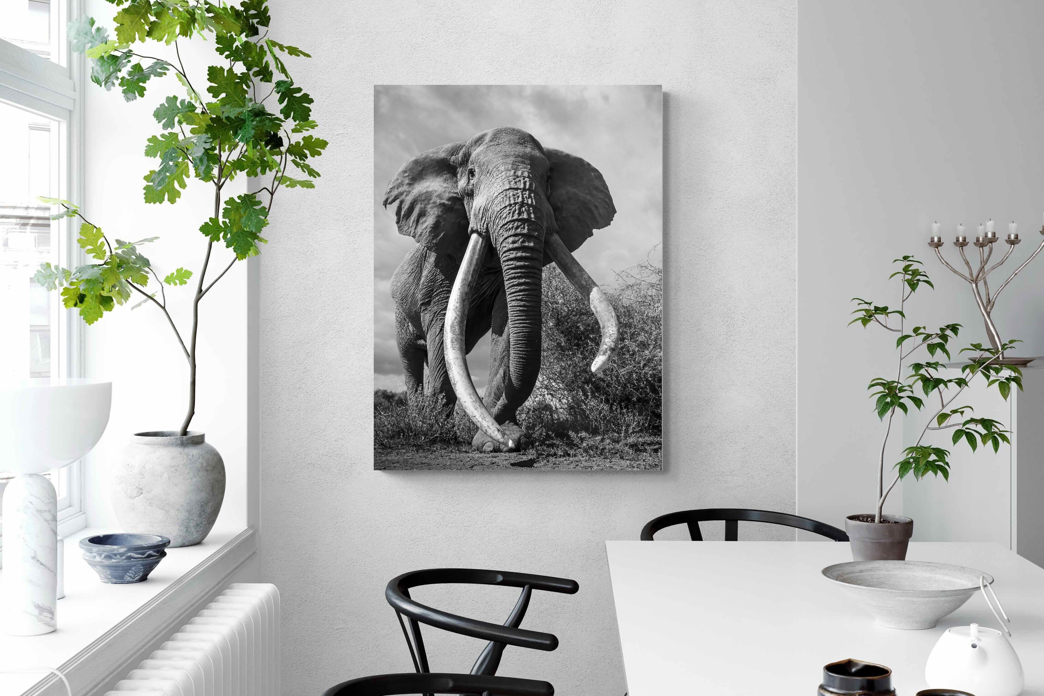 Pixalot Super Tusker