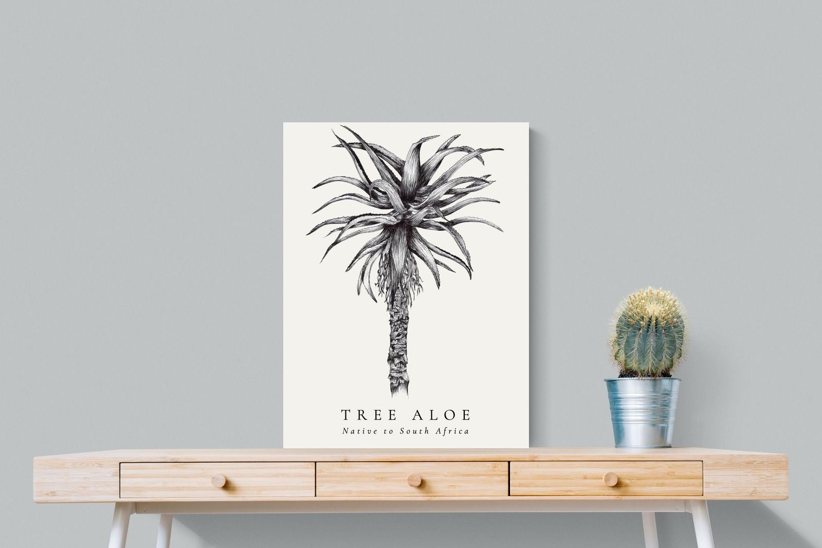 Pixalot ® Tree Aloe Illustration