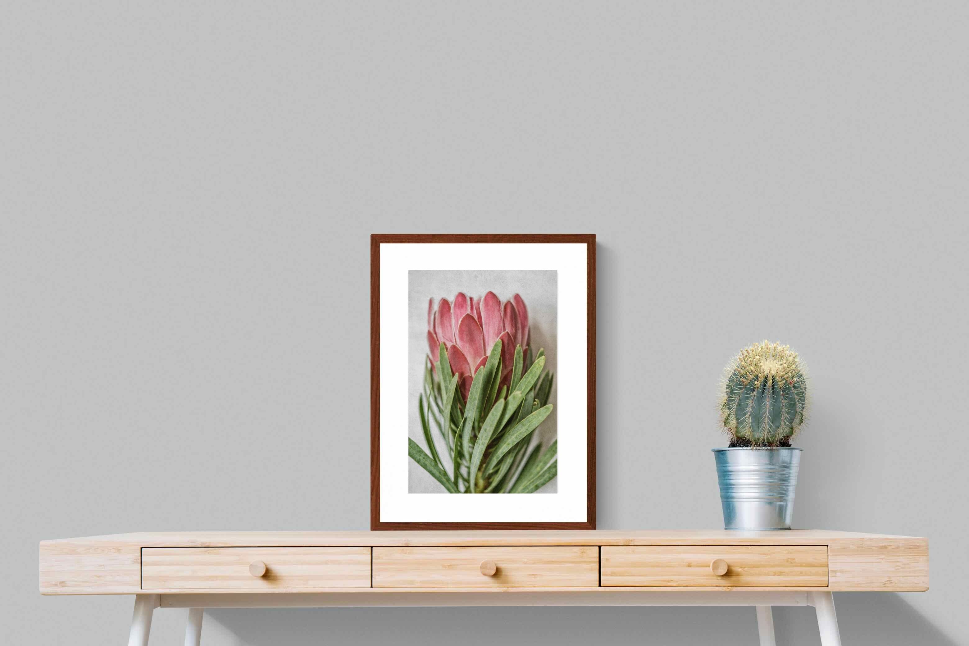 Pixalot Venus Protea