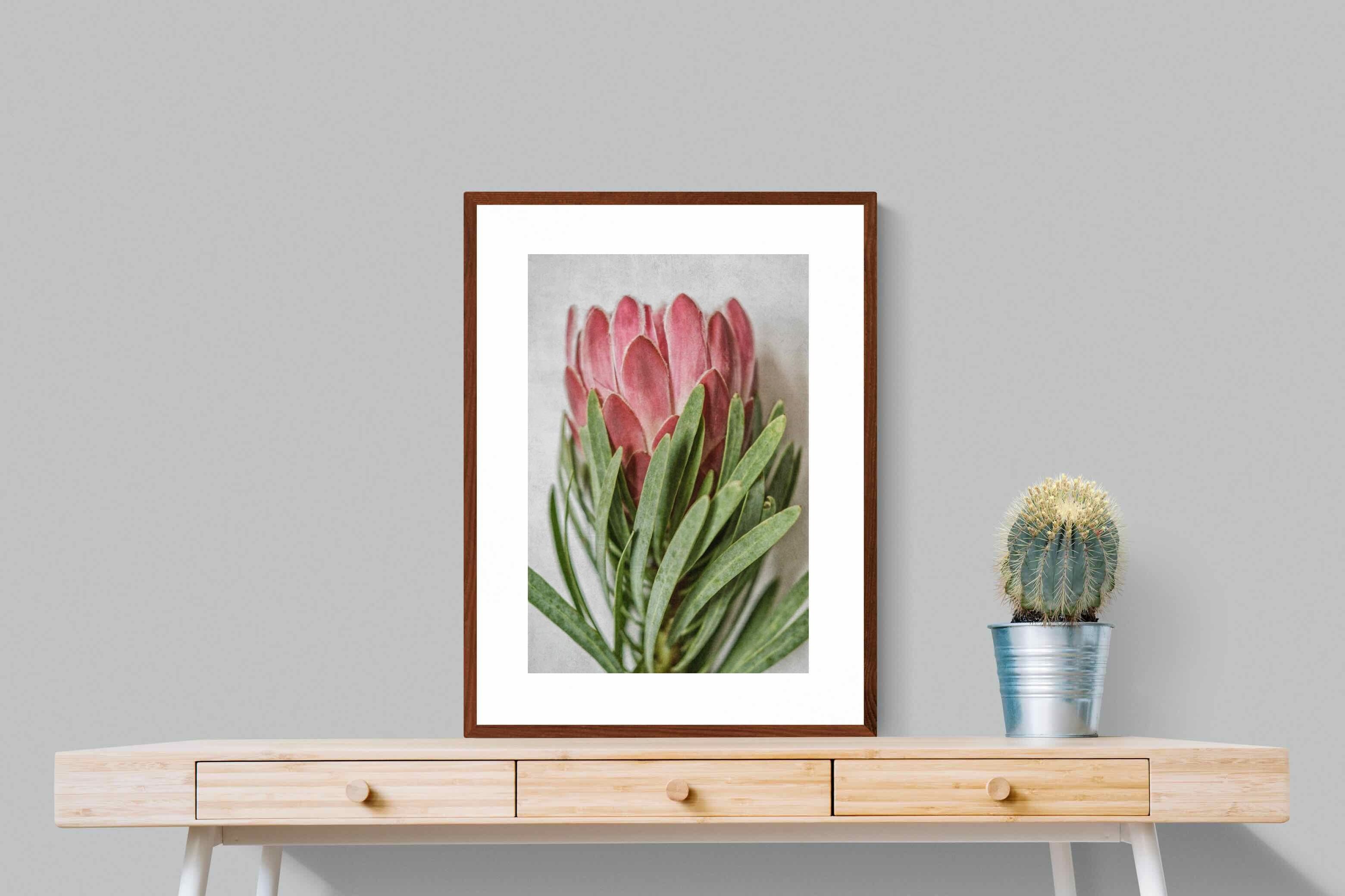 Pixalot Venus Protea