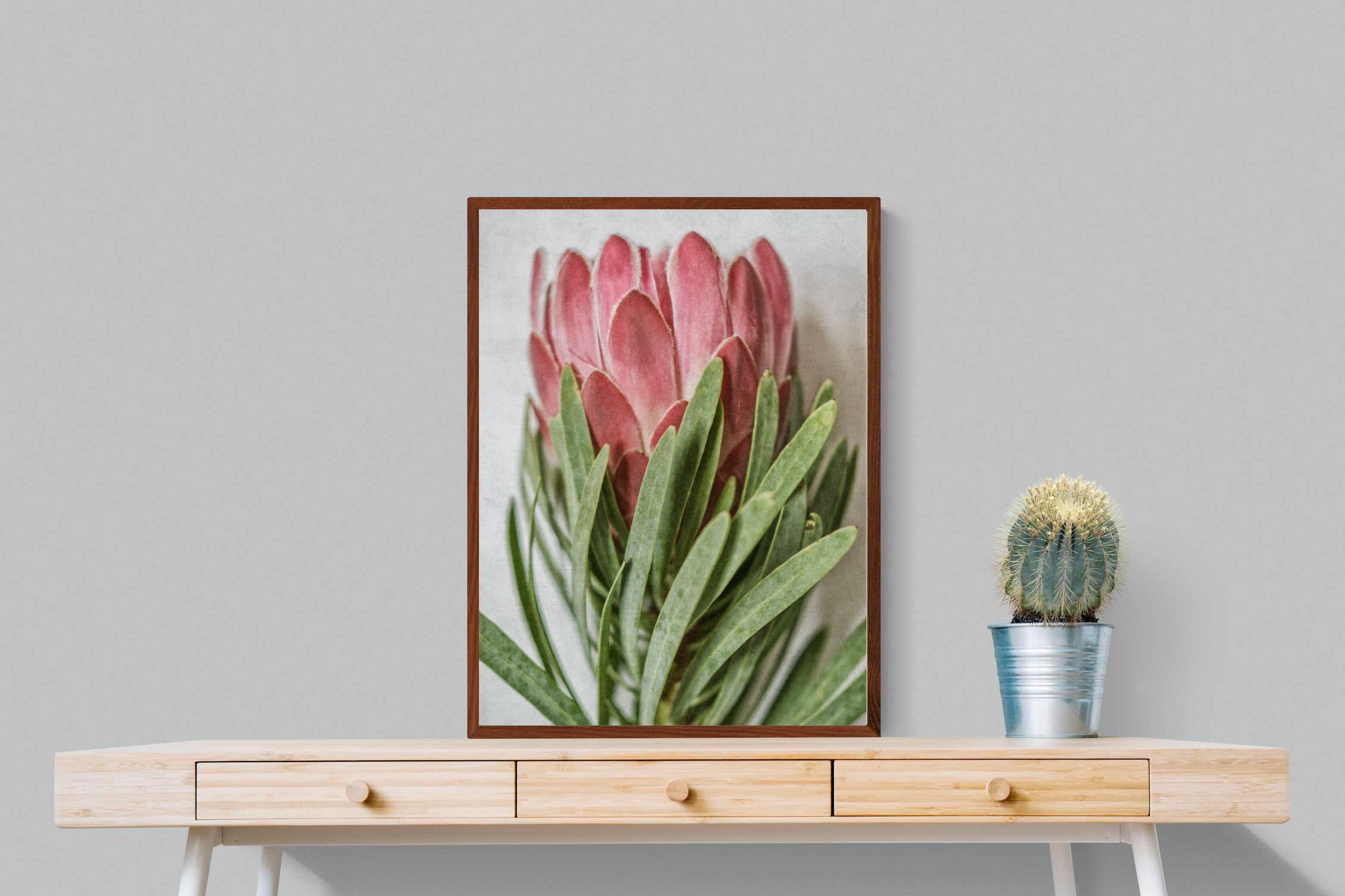 Pixalot Venus Protea