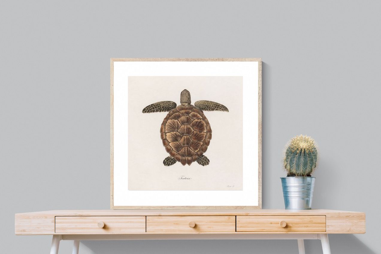 Pixalot Vintage Tortoise