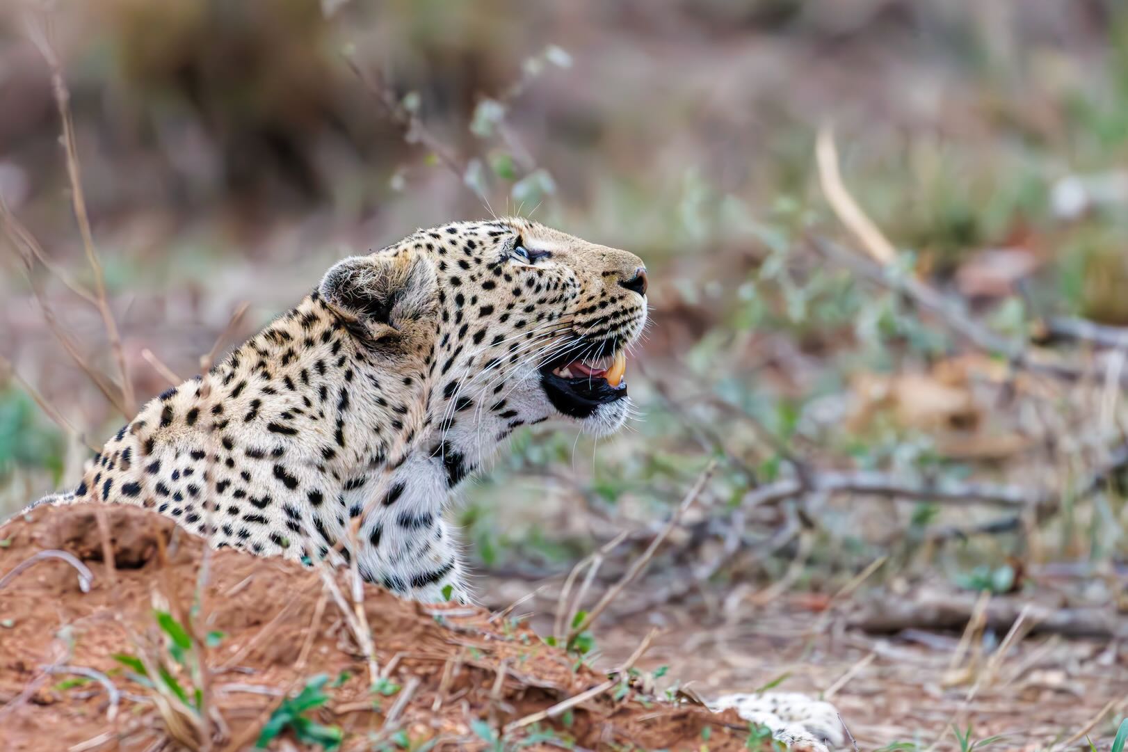 Whispers of the Wild