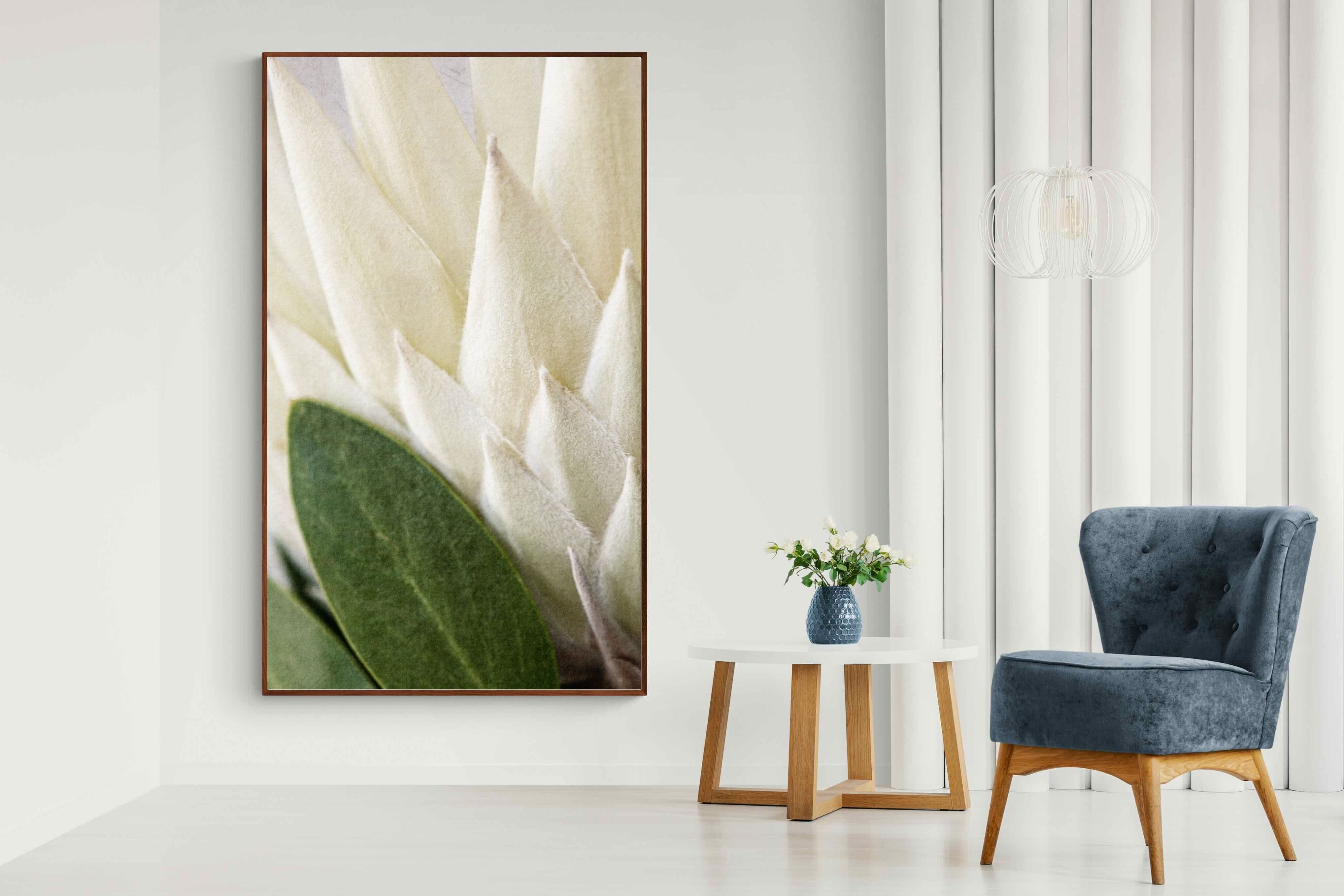 Pixalot White King Protea Closeup