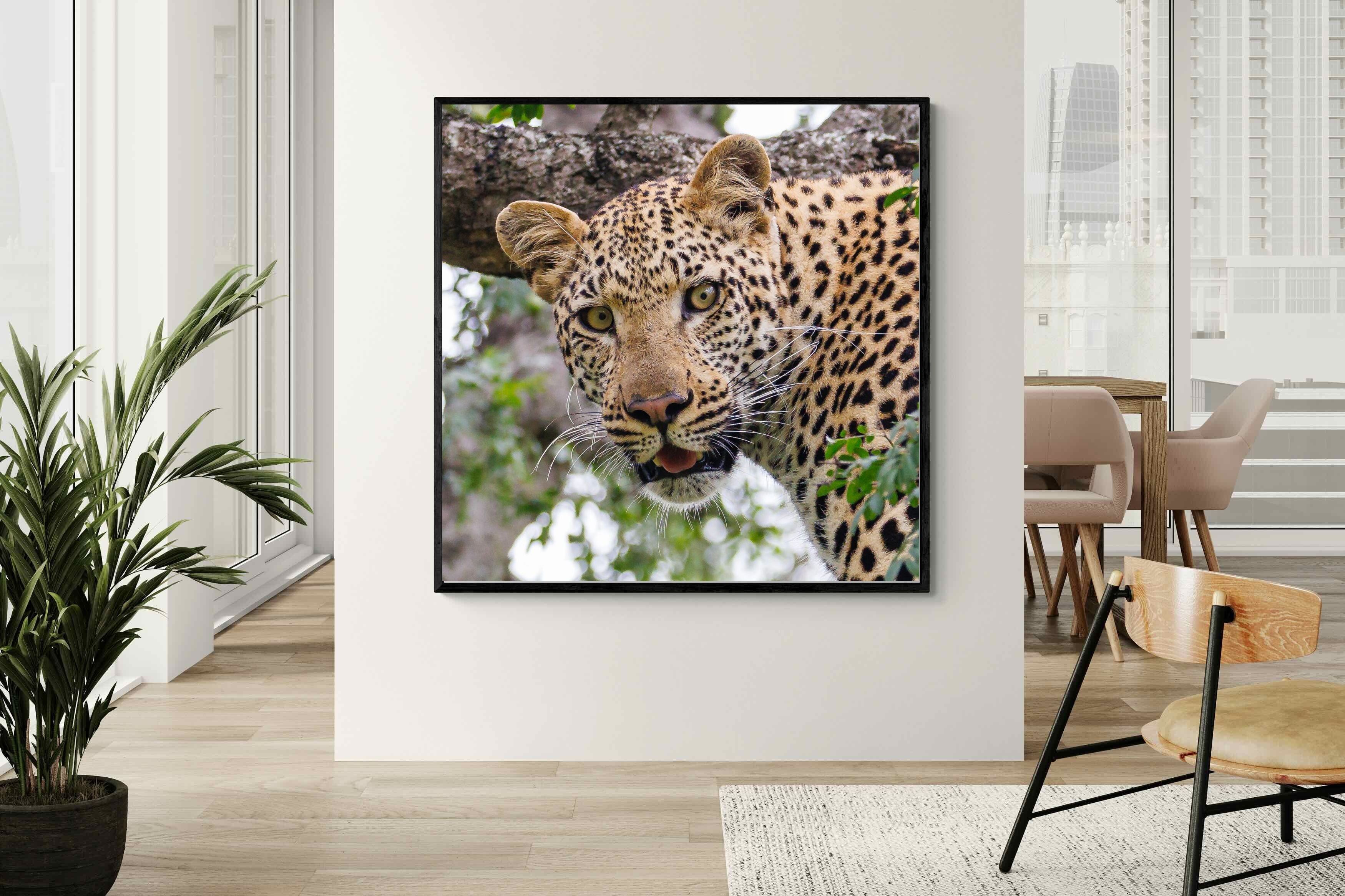 Pixalot ® Wild Gaze