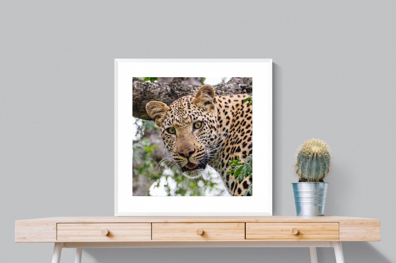 Pixalot ® Wild Gaze