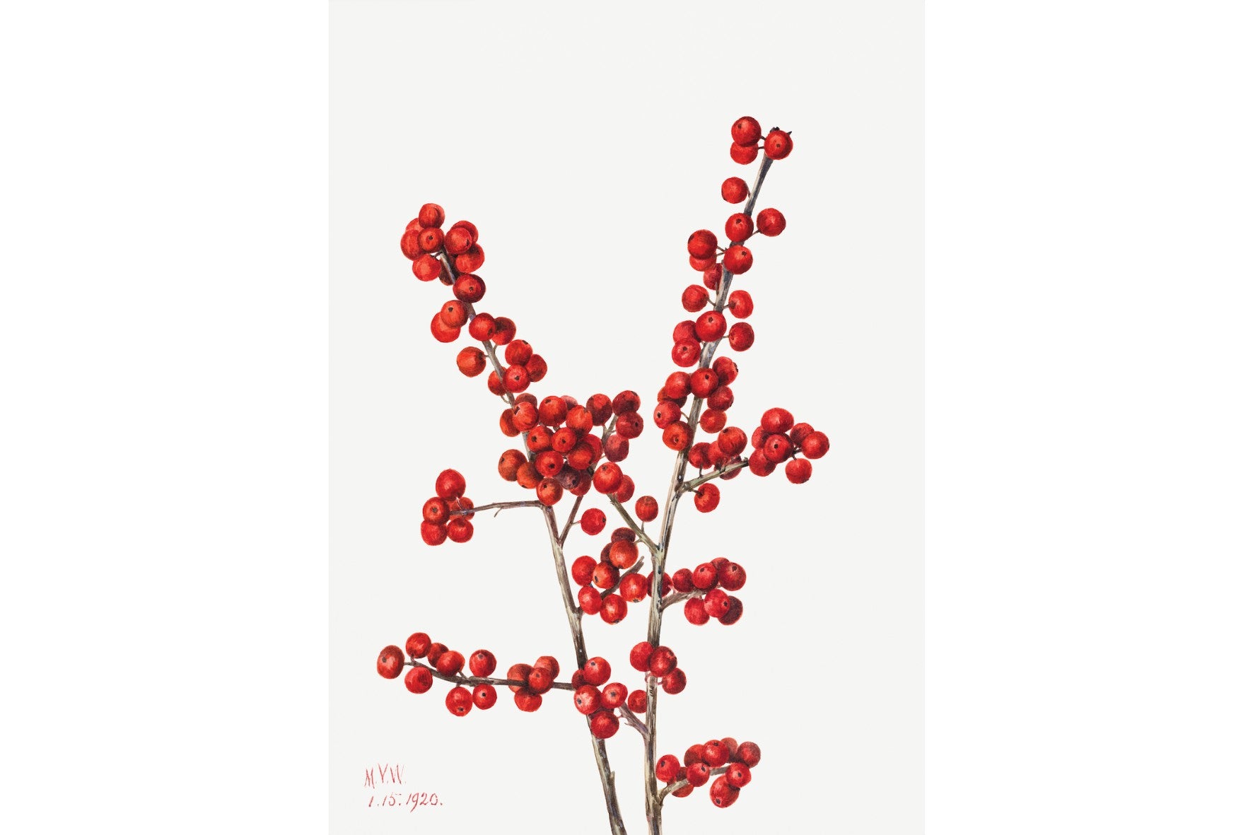 Winterberry