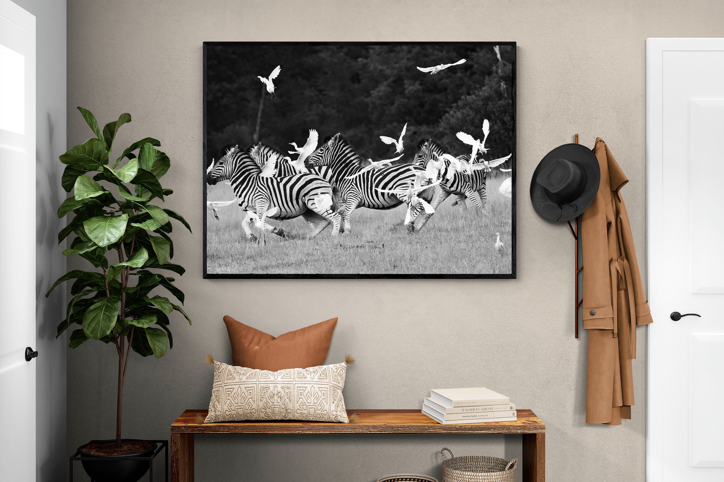 Pixalot Zebra & Herons