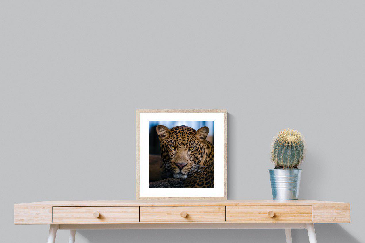 Contempt-Wall_Art-50 x 50cm-Framed Print-Wood-Pixalot
