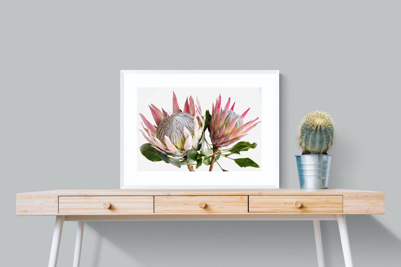 King Proteas-Wall_Art-80 x 60cm-Framed Print-White-Pixalot