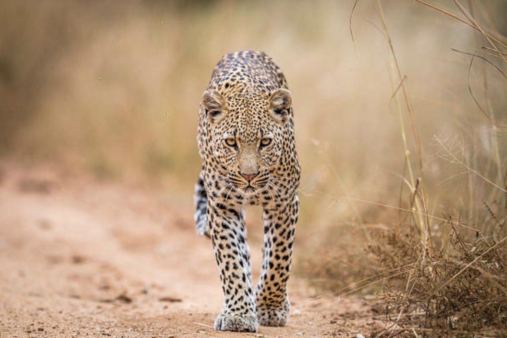Leopard-Wall_Art-Pixalot
