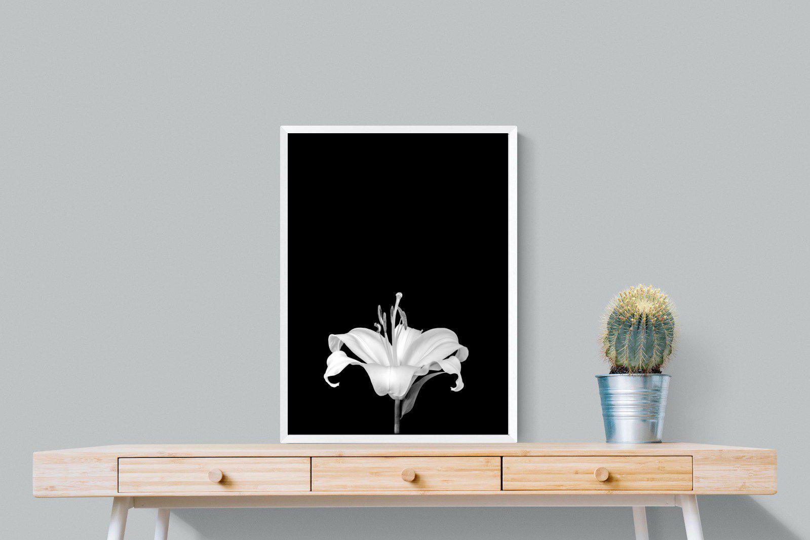 Lily on Black-Wall_Art-60 x 80cm-Mounted Canvas-White-Pixalot