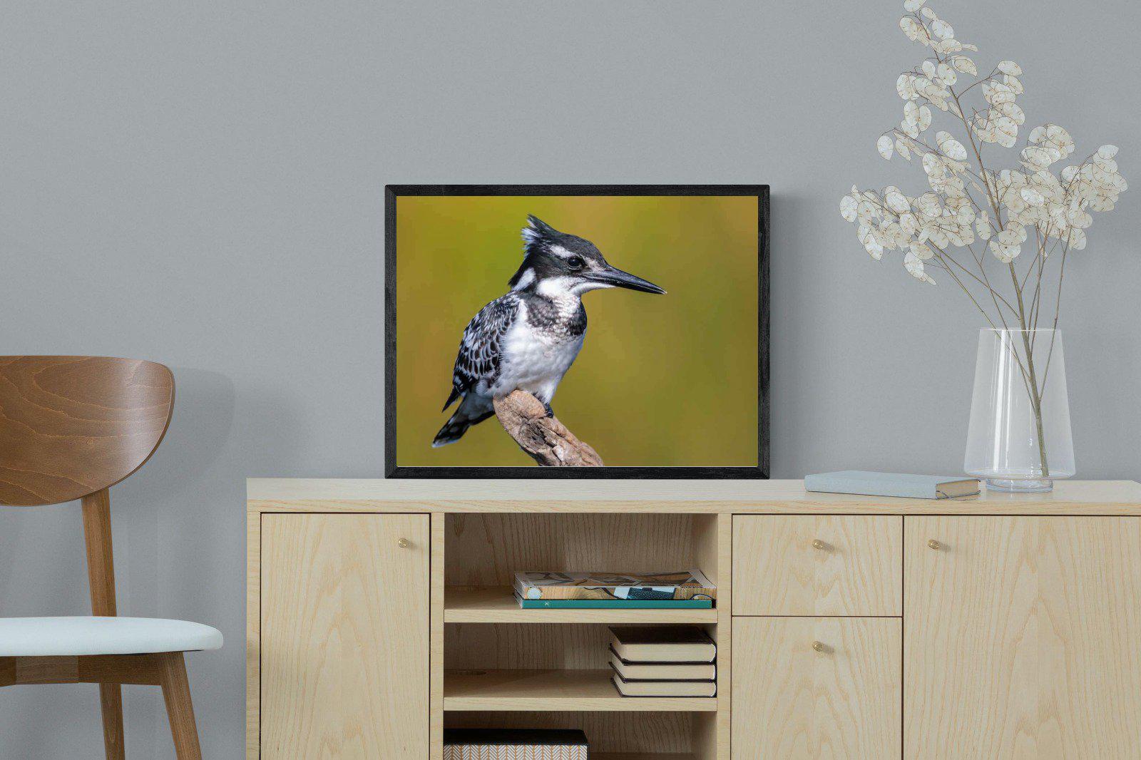 Pied Kingfisher-Wall_Art-60 x 45cm-Mounted Canvas-Black-Pixalot