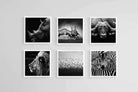 African Animals Set-Wall_Art-30 x 30cm (x6)-Mounted Canvas-White-Pixalot