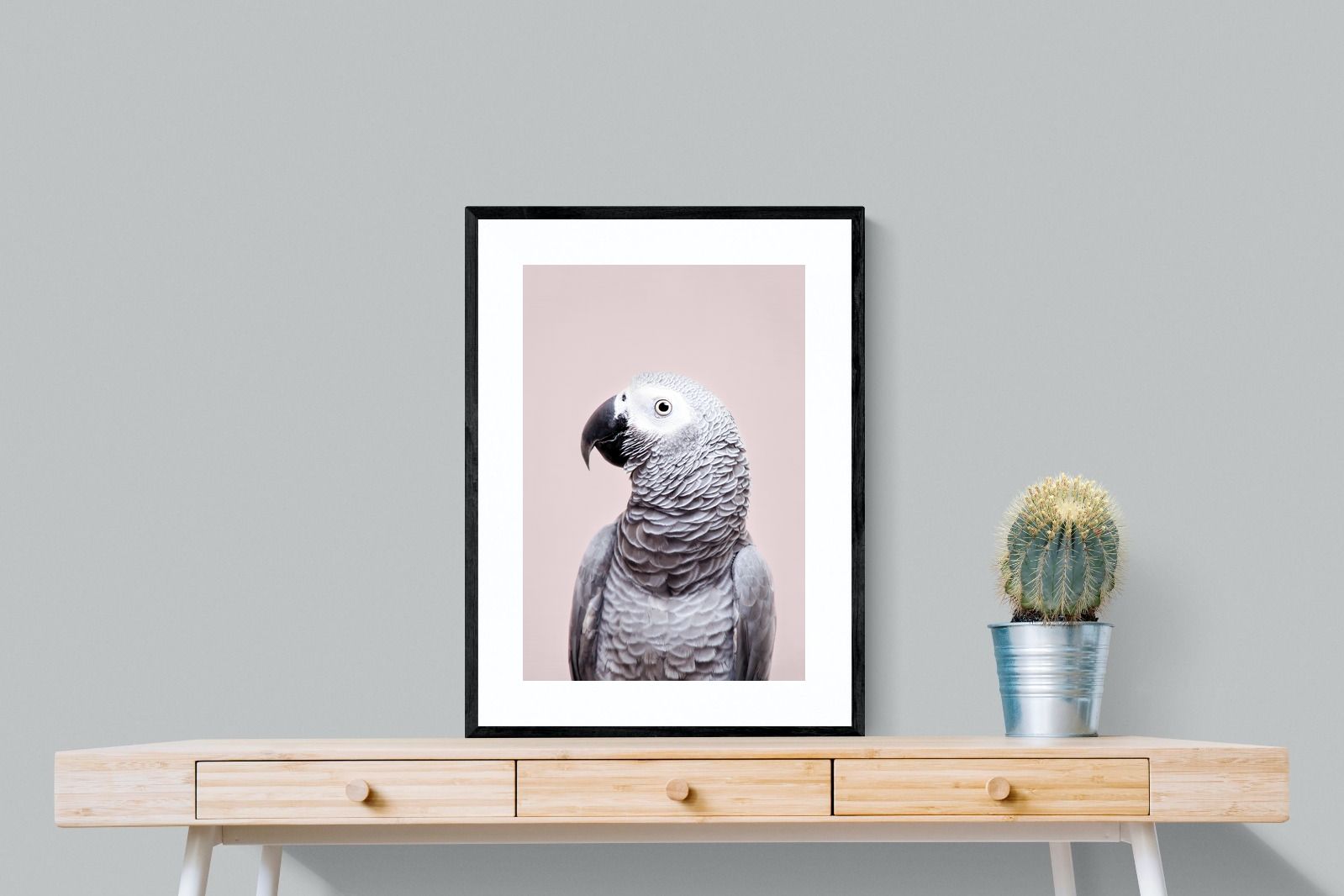 Pixalot African Grey