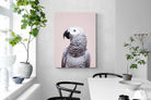 Pixalot African Grey