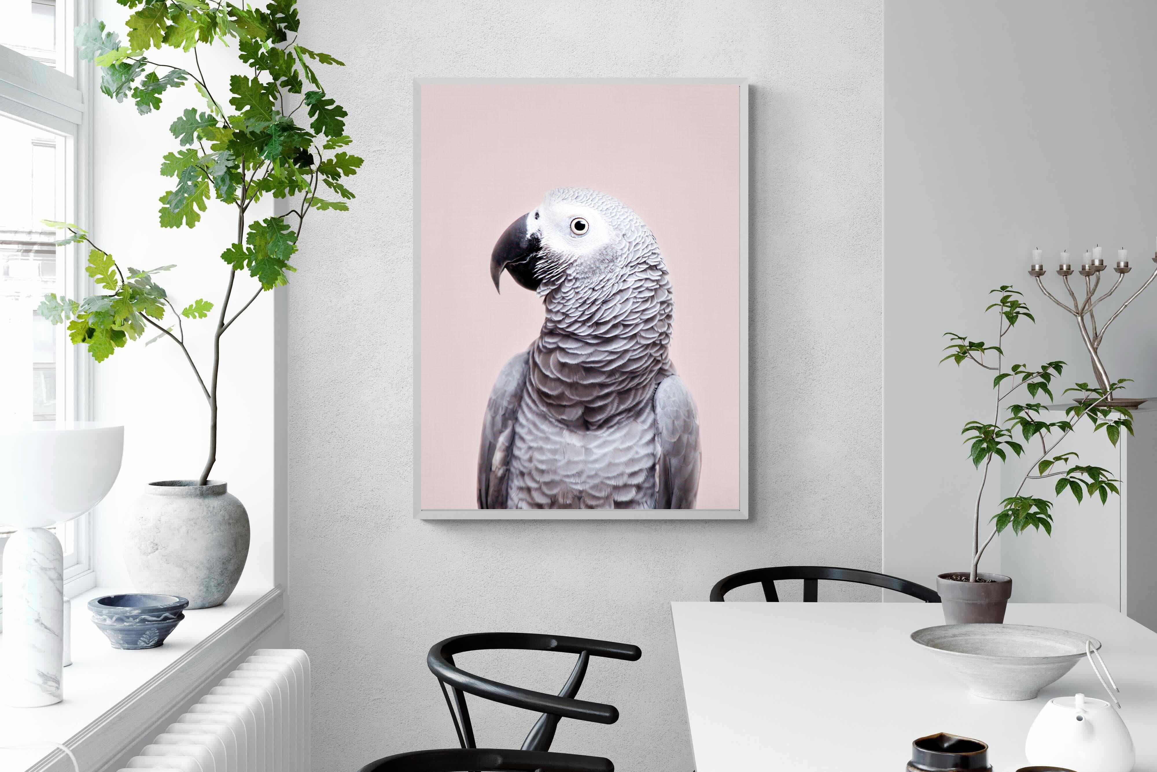 Pixalot African Grey