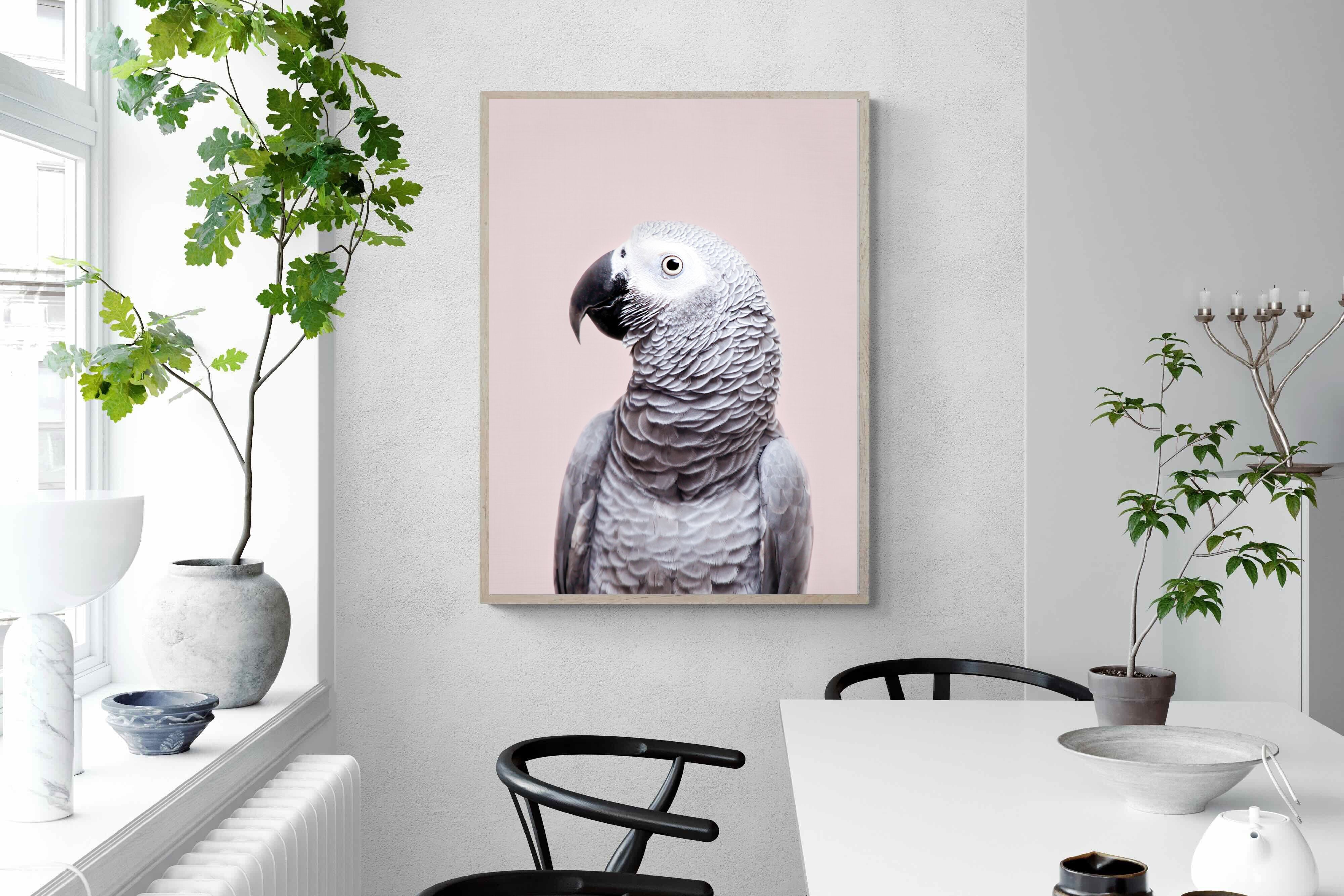 Pixalot African Grey