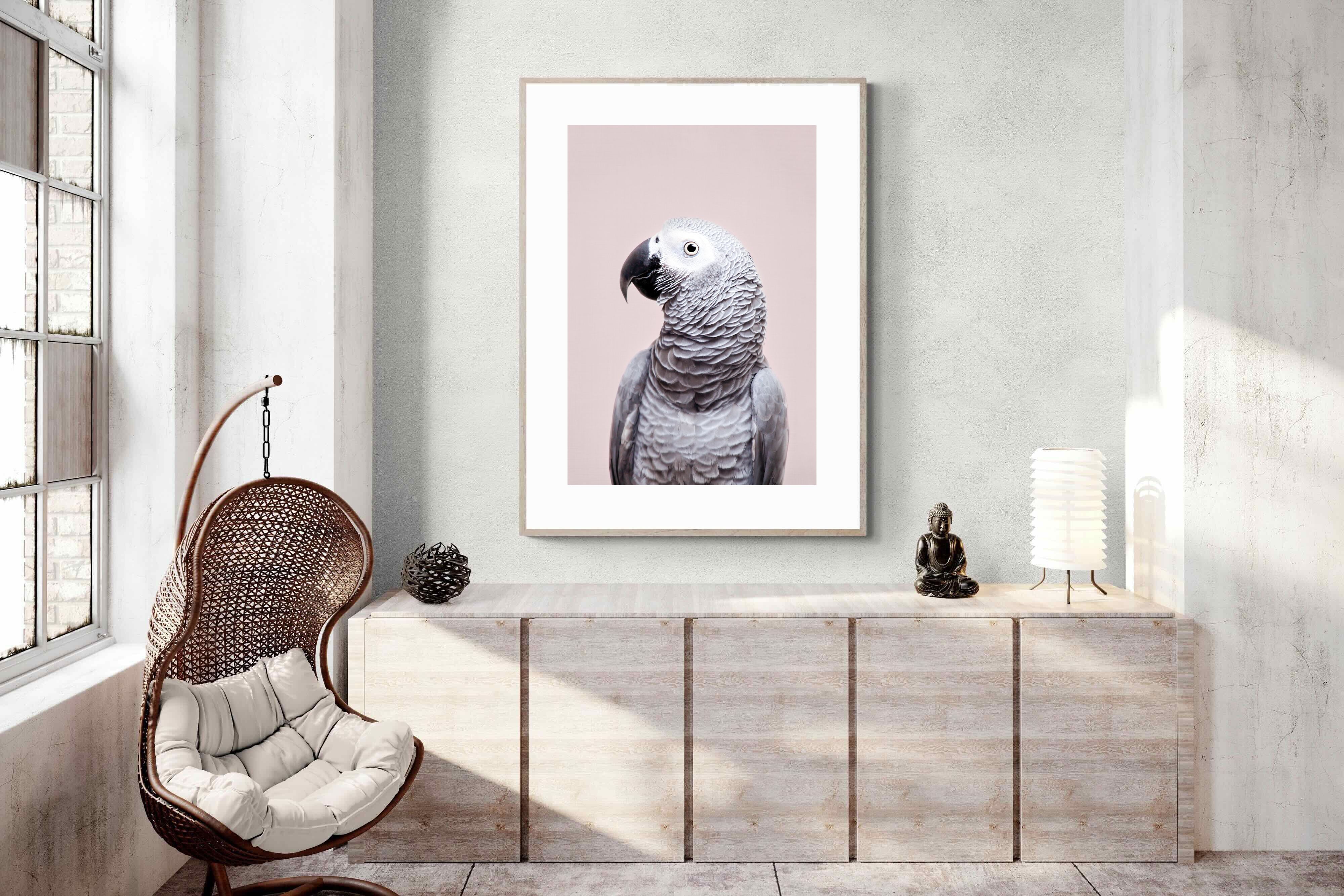 Pixalot African Grey