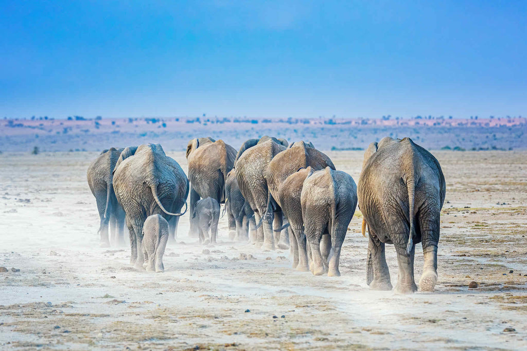 Amboseli Lake Convoy-Wall_Art-Pixalot