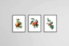 Belles Fleurs Colorés-Wall_Art-45 x 60cm (x3)-Mounted Canvas-Black-Pixalot