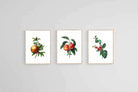Belles Fleurs Colorés-Wall_Art-45 x 60cm (x3)-Mounted Canvas-Wood-Pixalot