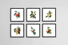 Belles Fleurs-Wall_Art-30 x 30cm (x6)-Mounted Canvas-Black-Pixalot