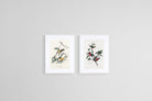 Birds of America Set-Wall_Art-45 x 60cm (x2)-Framed Print-White-Pixalot