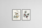 Birds of America Set-Wall_Art-45 x 60cm (x2)-Mounted Canvas-Black-Pixalot