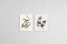 Birds of America Set-Wall_Art-45 x 60cm (x2)-Mounted Canvas-No Frame-Pixalot