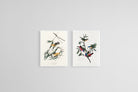 Birds of America Set-Wall_Art-45 x 60cm (x2)-Mounted Canvas-White-Pixalot