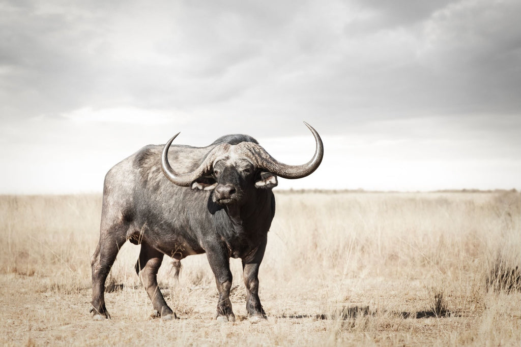 Broad Buffalo-Wall_Art-Pixalot