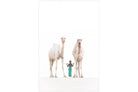 Camel Kid-Wall_Art-Pixalot