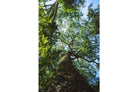 Canopy Gaze-Wall_Art-Pixalot