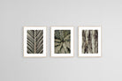 Desert Plants Set-Wall_Art-45 x 60cm (x3)-Framed Print-Wood-Pixalot