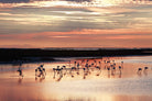 Flamingo Sunset-Wall_Art-Pixalot