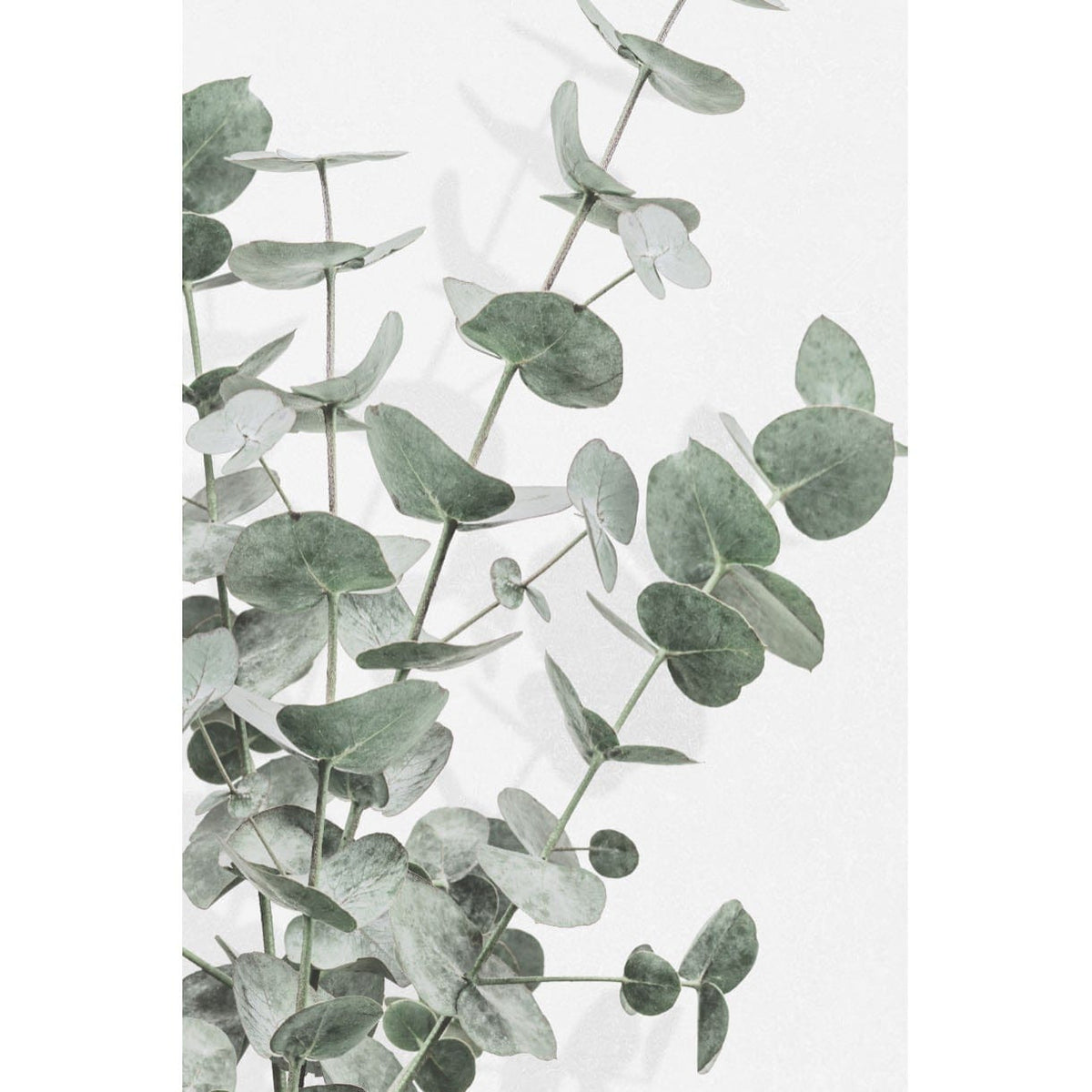 Flourishing Eucalyptus Wall Art | Canvas & Framed Prints – Pixalot