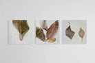 Frozen Leaves Set-Wall_Art-50 x 50cm (x3)-Mounted Canvas-No Frame-Pixalot