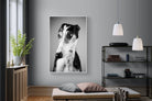 Pixalot Greyhound